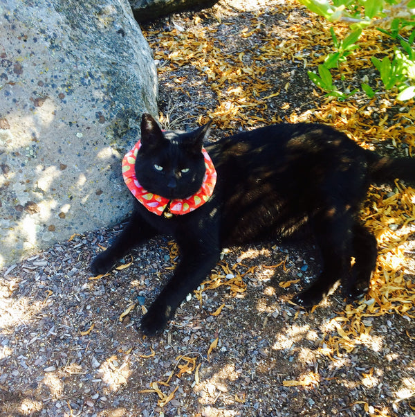 Black cat wears Birdsbesafe cat collar cover