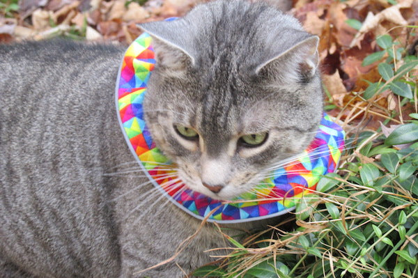 Birdsbesafe® Cat Collar Covers and Your Cats