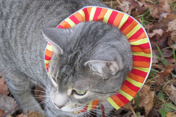 Emmy wearing a Birdsbesafe cat collar cover