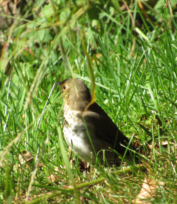 Fall Migration and Risks to Birds