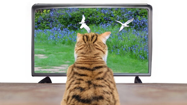 Why Bird Videos for Cats May Not Be the Cat&#39;s Meow