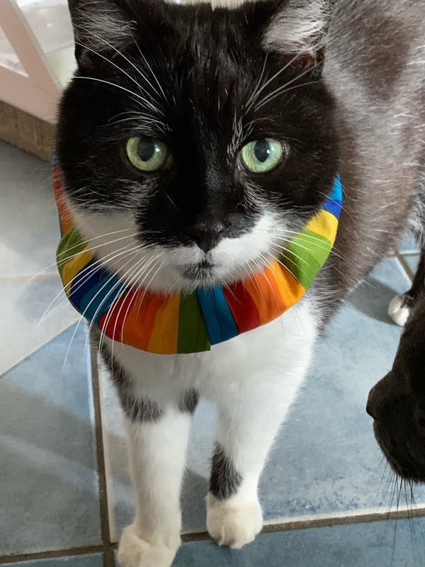 Zora the cat wears Birdsbesafe collar getting ready to go outdoors and not catch birds