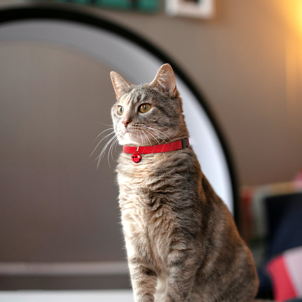 Full Stretch Breakaway Cat Collar + Bell | Reflective