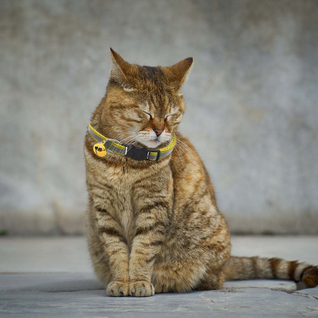 Nylon Breakaway Cat Collar + Bell | Reflective