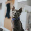 Nylon Breakaway Cat Collar + Bell | Reflective