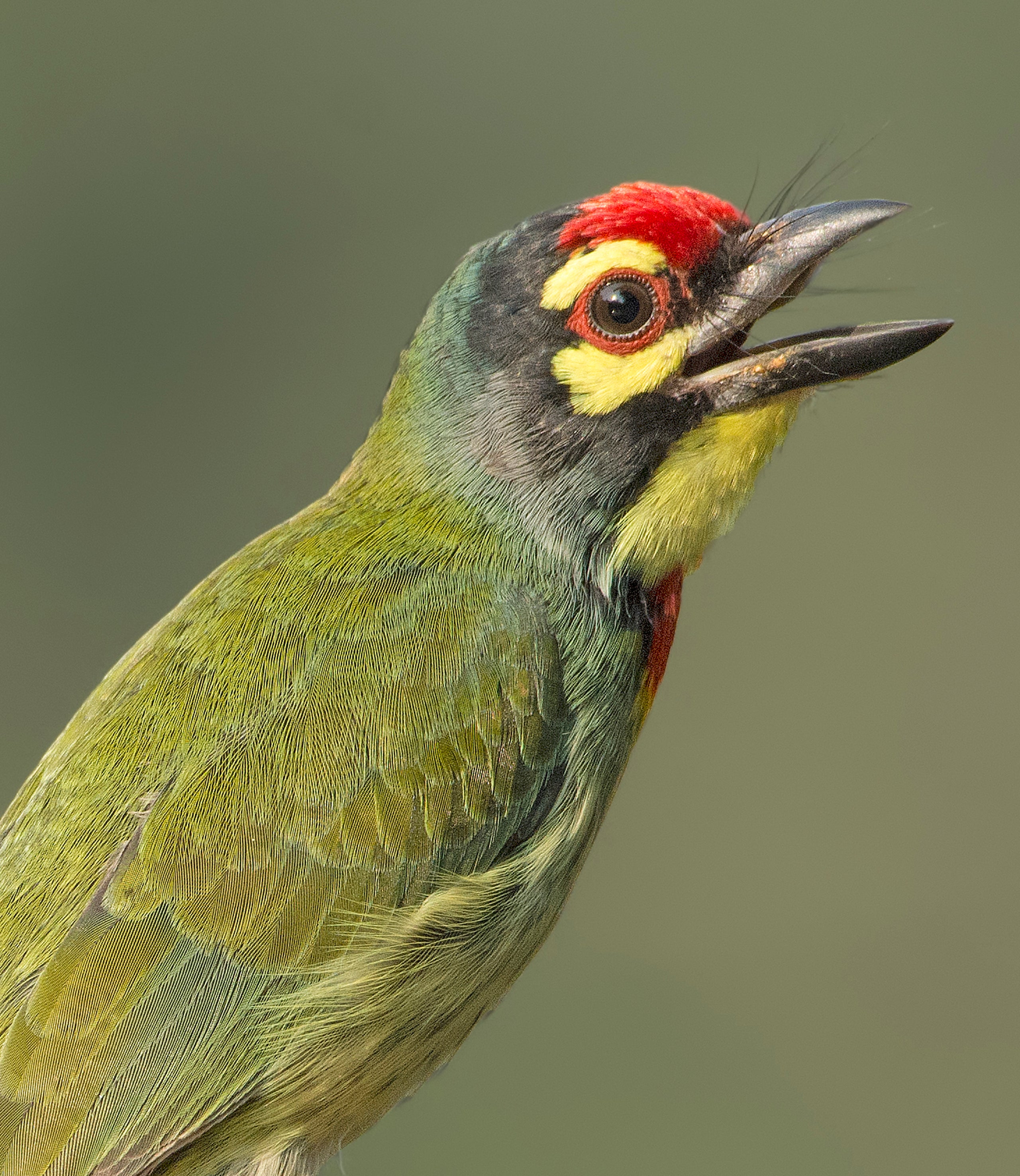 Bright green bird with wide open beak