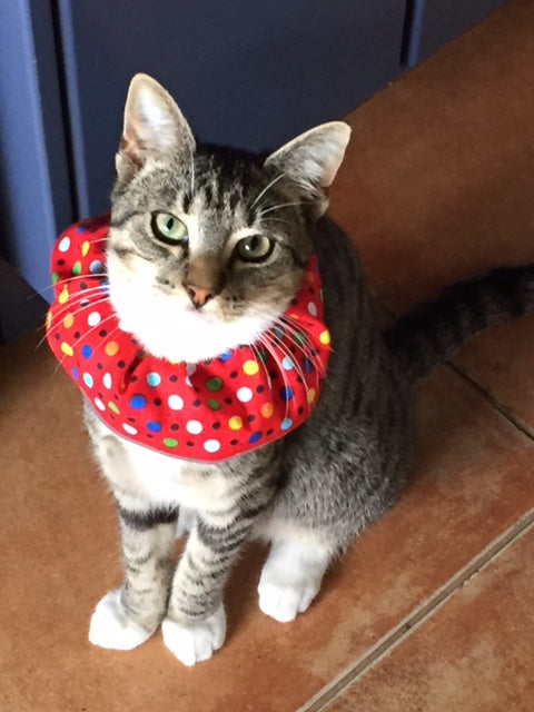 Birdsbesafe cat collar covers save birds