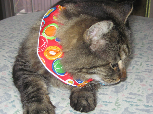 Pet Cat wearing Birdsbesafe collar cover