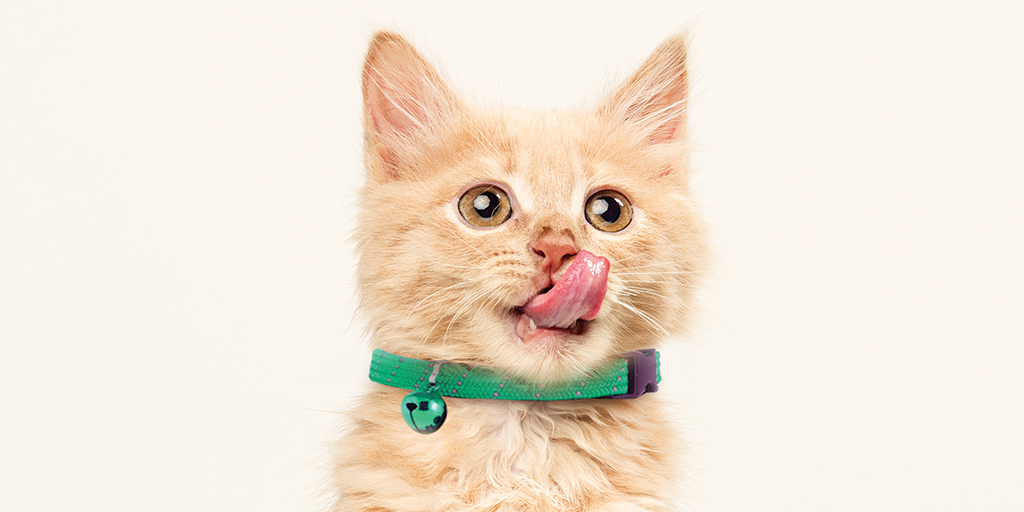 Choosing the Best Breakaway Cat Collars for Your Feline's Safety