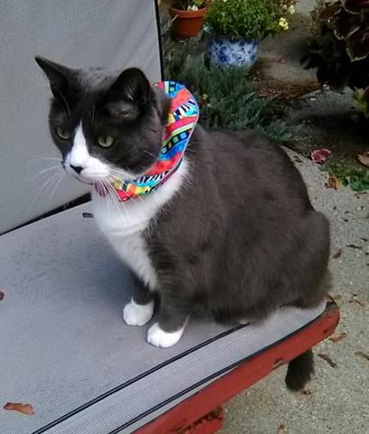 Spring Birds and Birdsbesafe® for Your Cat