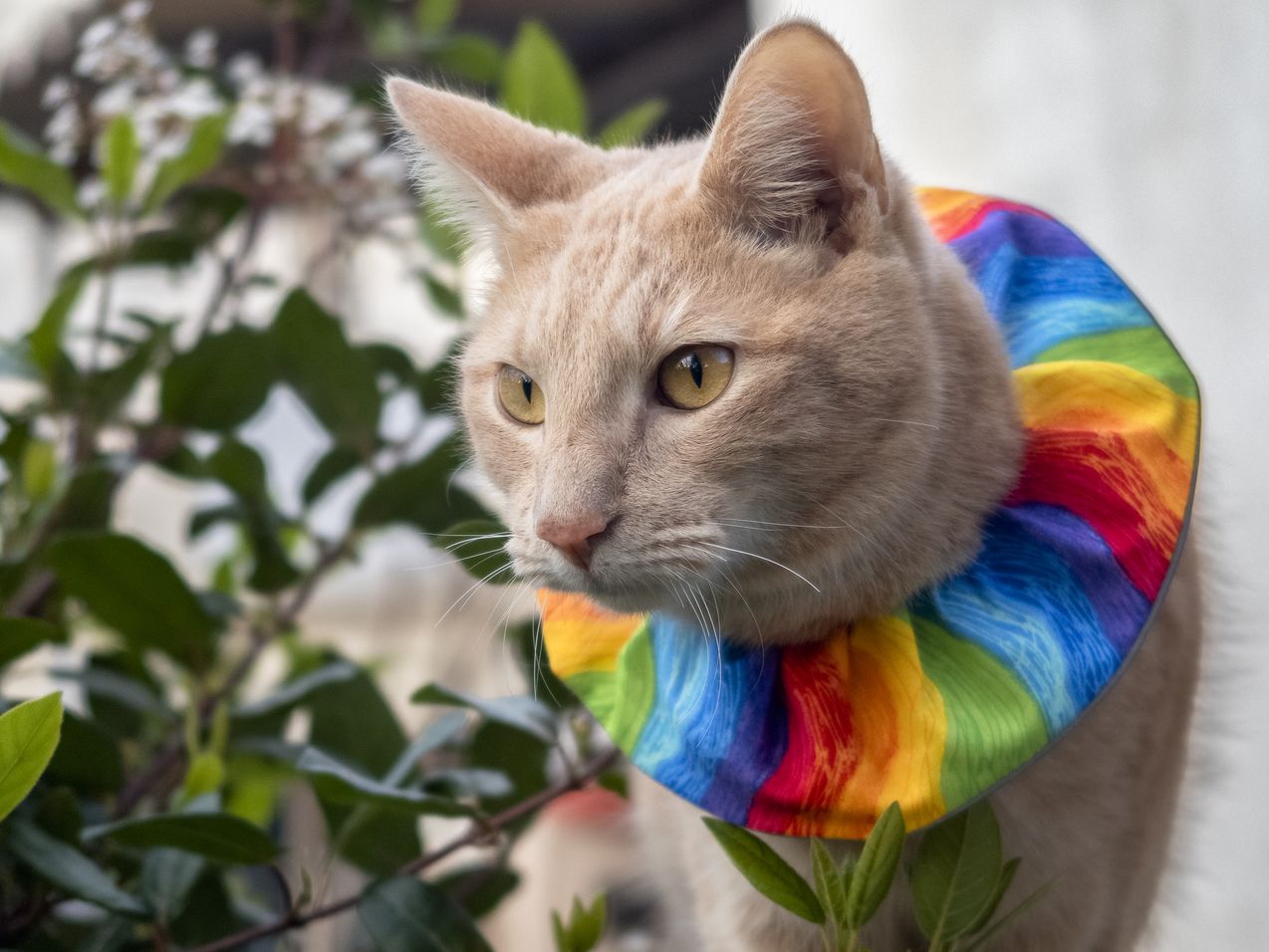 Birdsbesafe Now With Reflective Trim