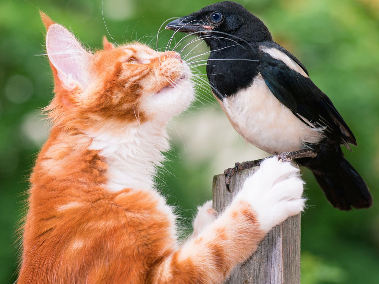 Do Cats Eat Birds Or Hunt Them Just For Fun?