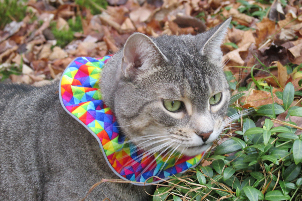 Emmy outdoors with Birdsbesafe cat collar cover
