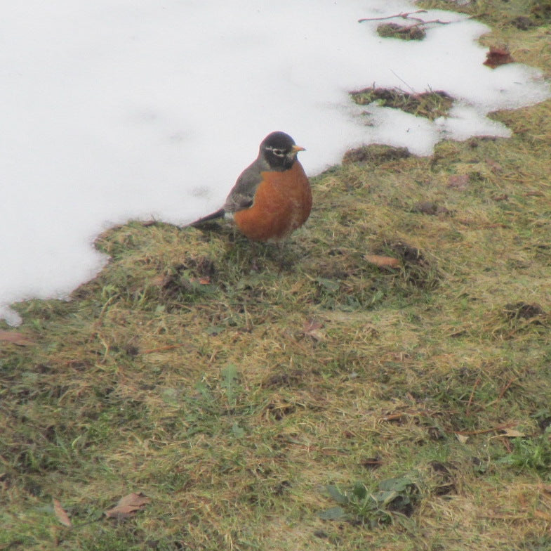American Robin in Spring - Birdsbesafe