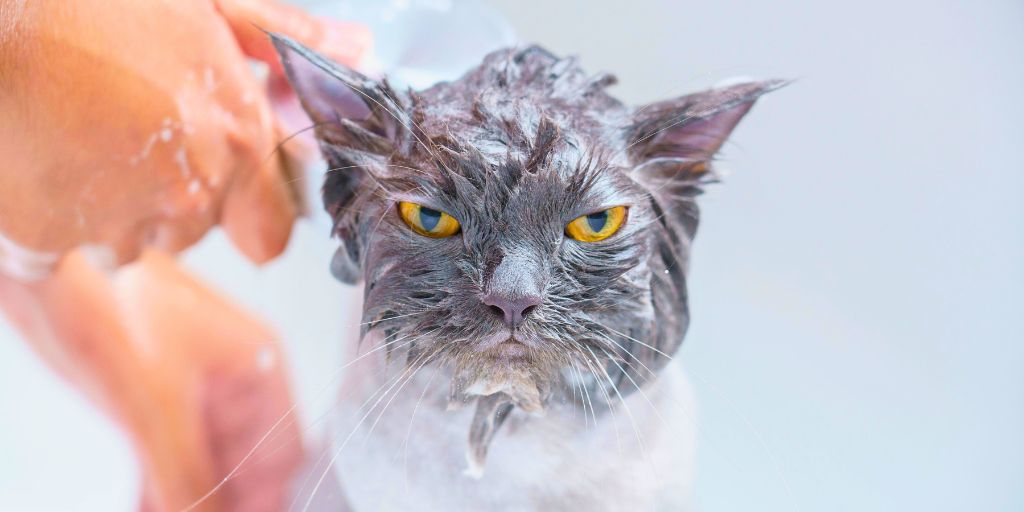 How Often Should You Bathe a Cat? A Comprehensive Guide for Cat Owners