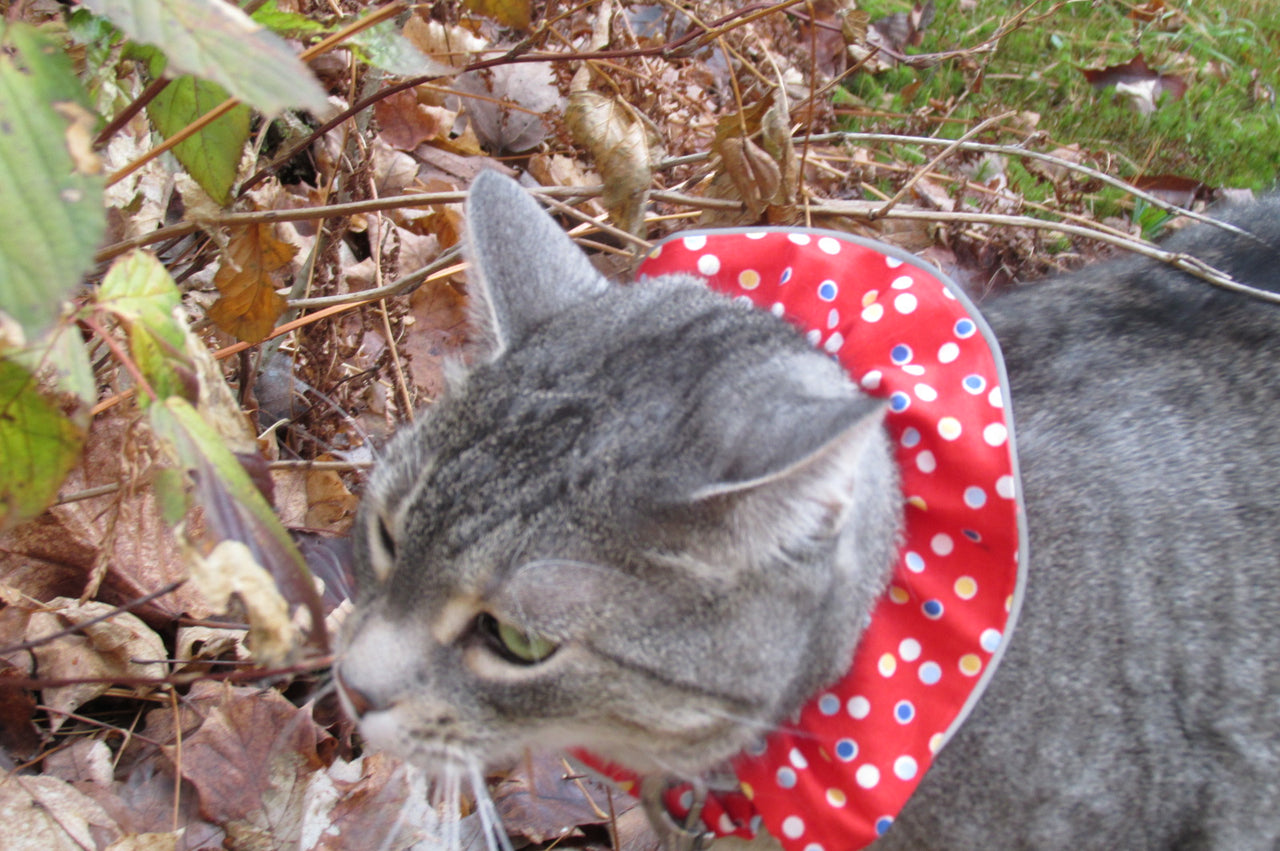 Emmy wearing a Birdsbesafe cat collar cover