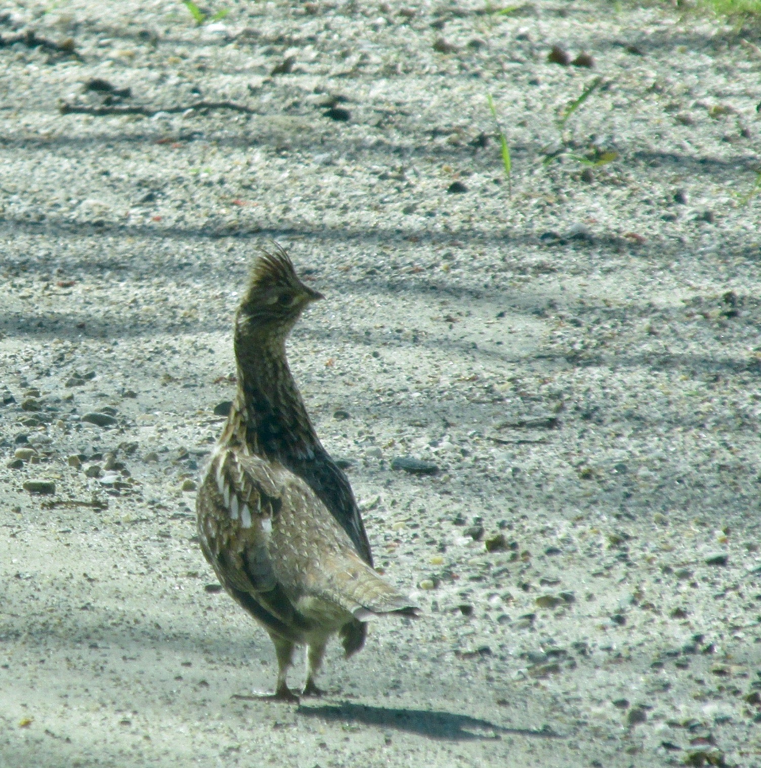 Ruffed Grouse the bird that started Birdsbesafe company