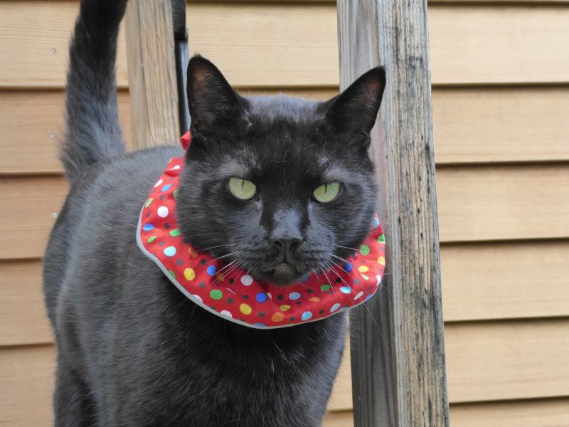 Birdsbesafe cat collar covers save birds
