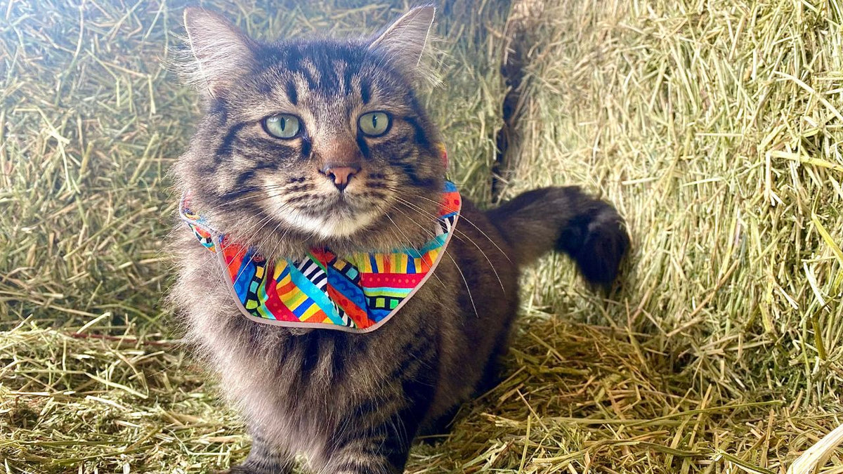 Putting the Birdsbesafe Collar Covers to the Test: A Review by Hepper.com