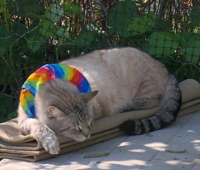 Birdsbesafe cat collar cover and reclined cat