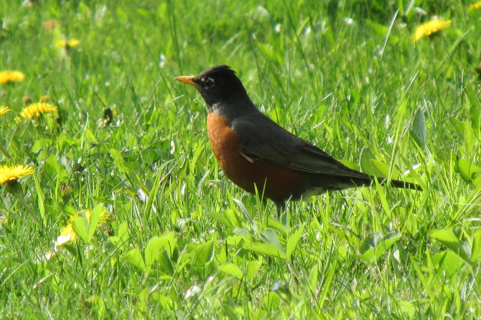 Birdsbesafe in the News