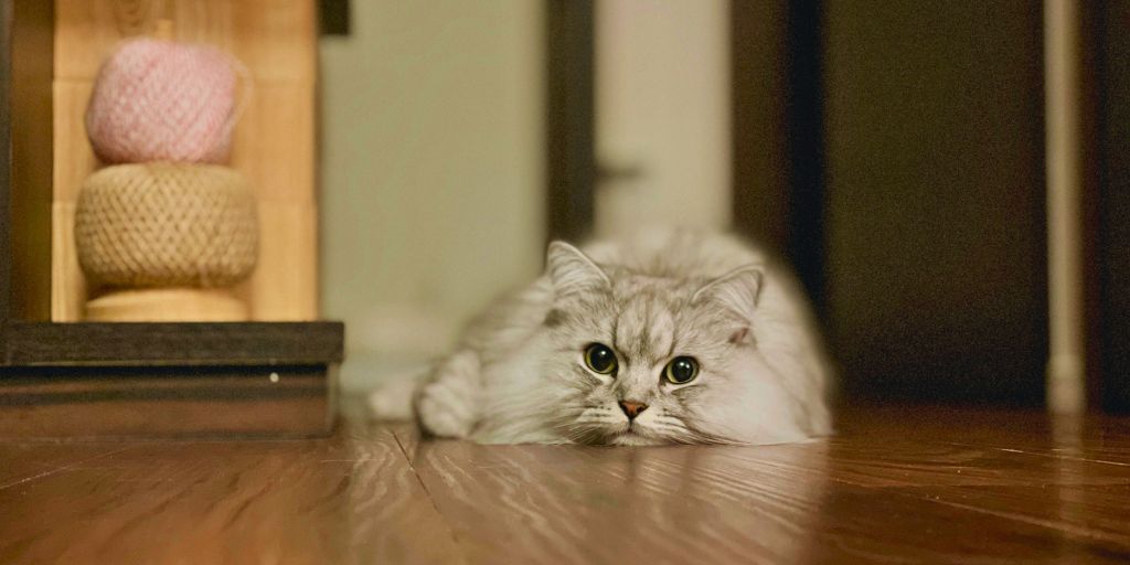 The Ultimate Guide to Cat Enrichment: Toys, Games, and DIY Ideas