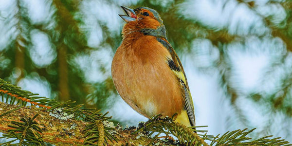 What is the Goal of Wildlife Conservation and How Does It Protect Birds?