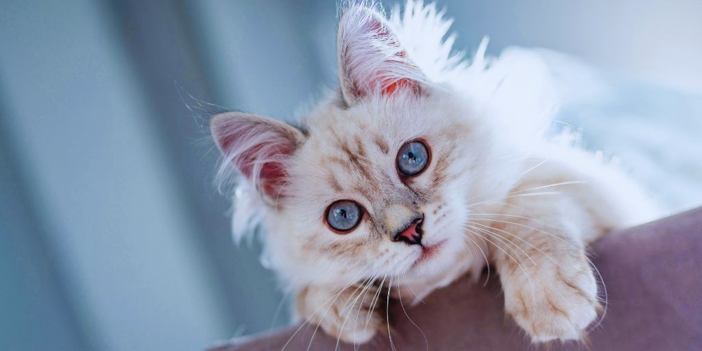 Why Does My Cat Stare at Me? 7 Reasons Explained