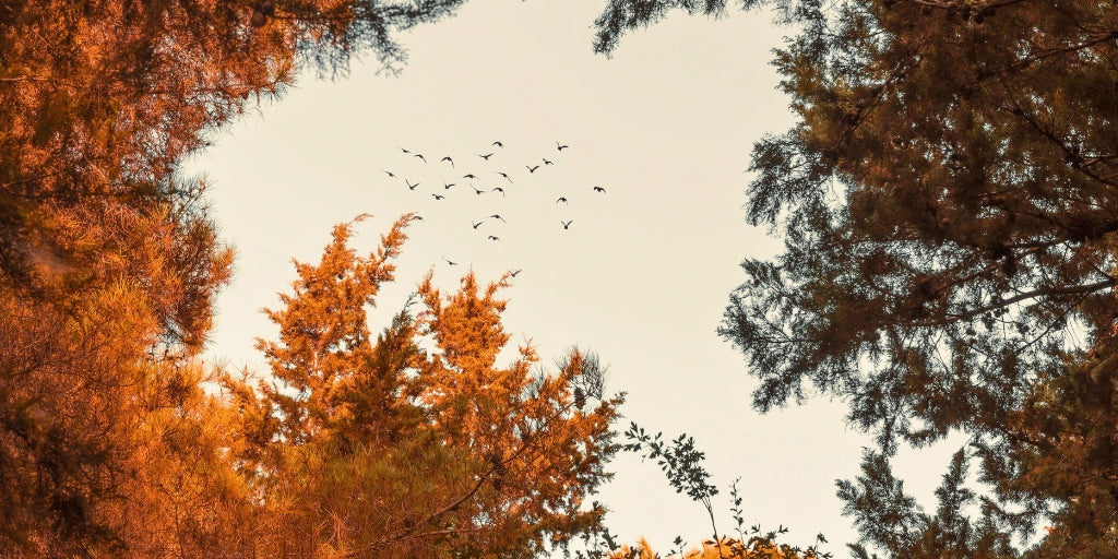 Autumn Bird Migration Tips: How to Protect Birds From Cats