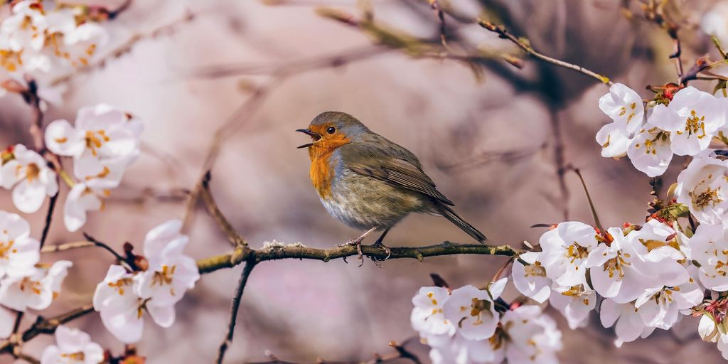 Birds of Spring Season: Understanding the Dawn Chorus 