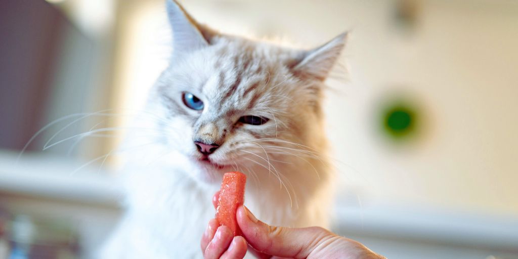 Can Cats Eat Watermelon? A Guide to What’s Safe (and What’s Not)