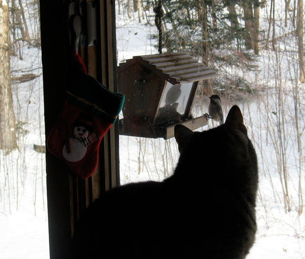 Bird Safety around Bird Feeders