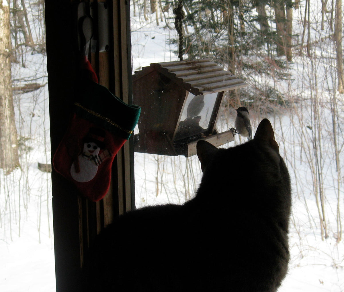 Bird Safety around Bird Feeders