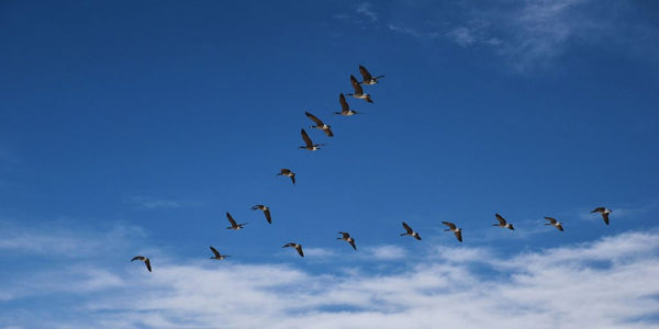 Fall Migration Secrets: How Do Birds Know When to Migrate?