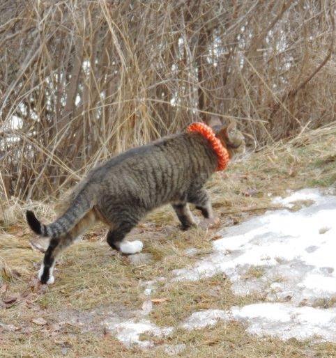 Cat wears Birdsbesafe cat collar cover to protect birds from pet cats that hunt
