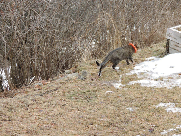 Shawn&#39;s cat hunting in Montana wearing Birdsbesafe 