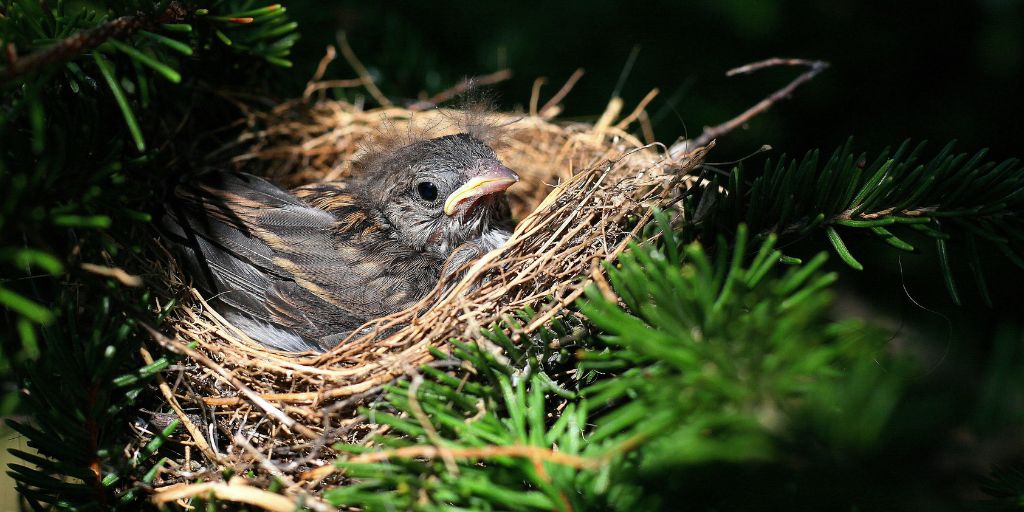 Fledging When Do Birds Leave Their Nests? Nesting & Fledging | Birdsbesafe ...