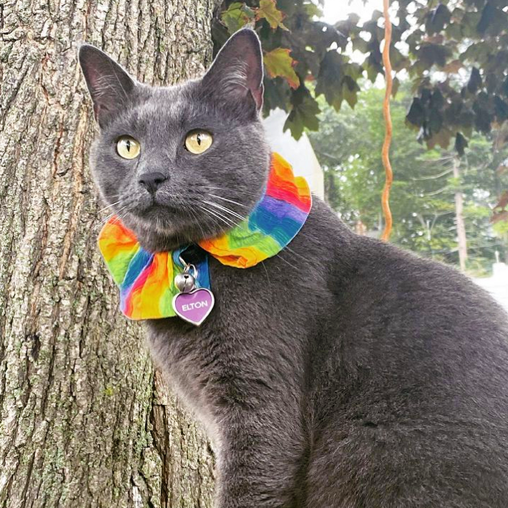 Anti Hunting Birdsbesafeu00ae Geodelic Cat Collar Cover For Birds