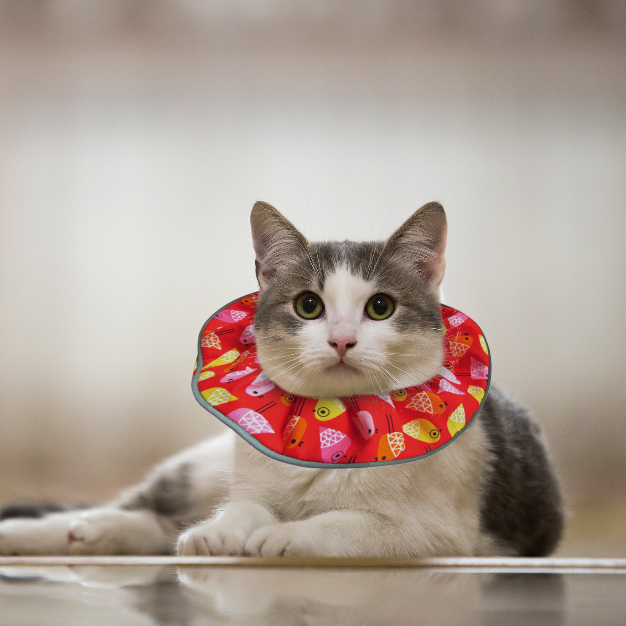 Birdies! Birdsbesafe® Collar Cover