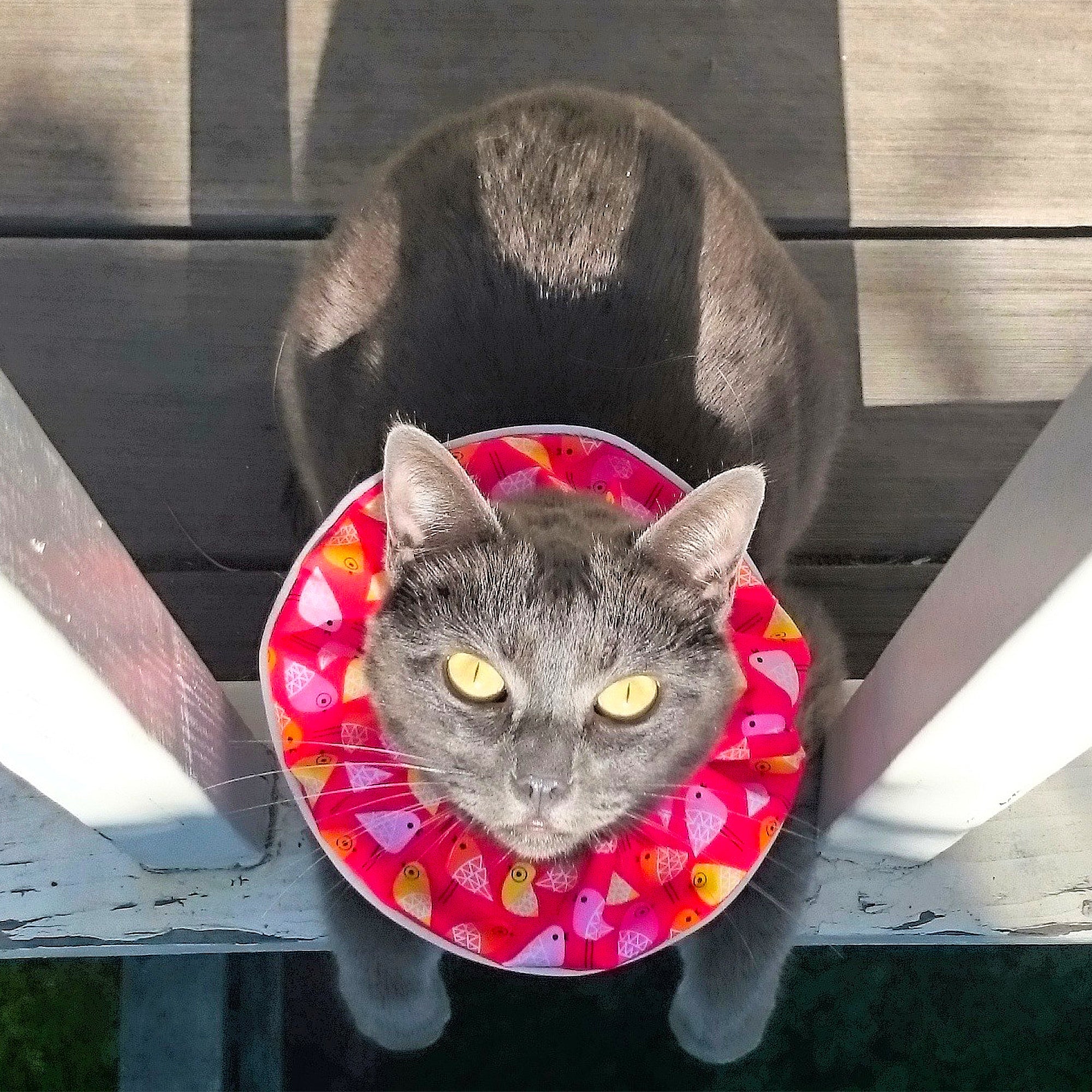 Birdies! Birdsbesafe® Collar Cover
