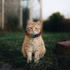 Bright Stripes Birdsbesafe® Collar Cover