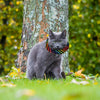 Bright Stripes Birdsbesafe® Collar Cover