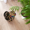Bright Stripes Birdsbesafe® Collar Cover