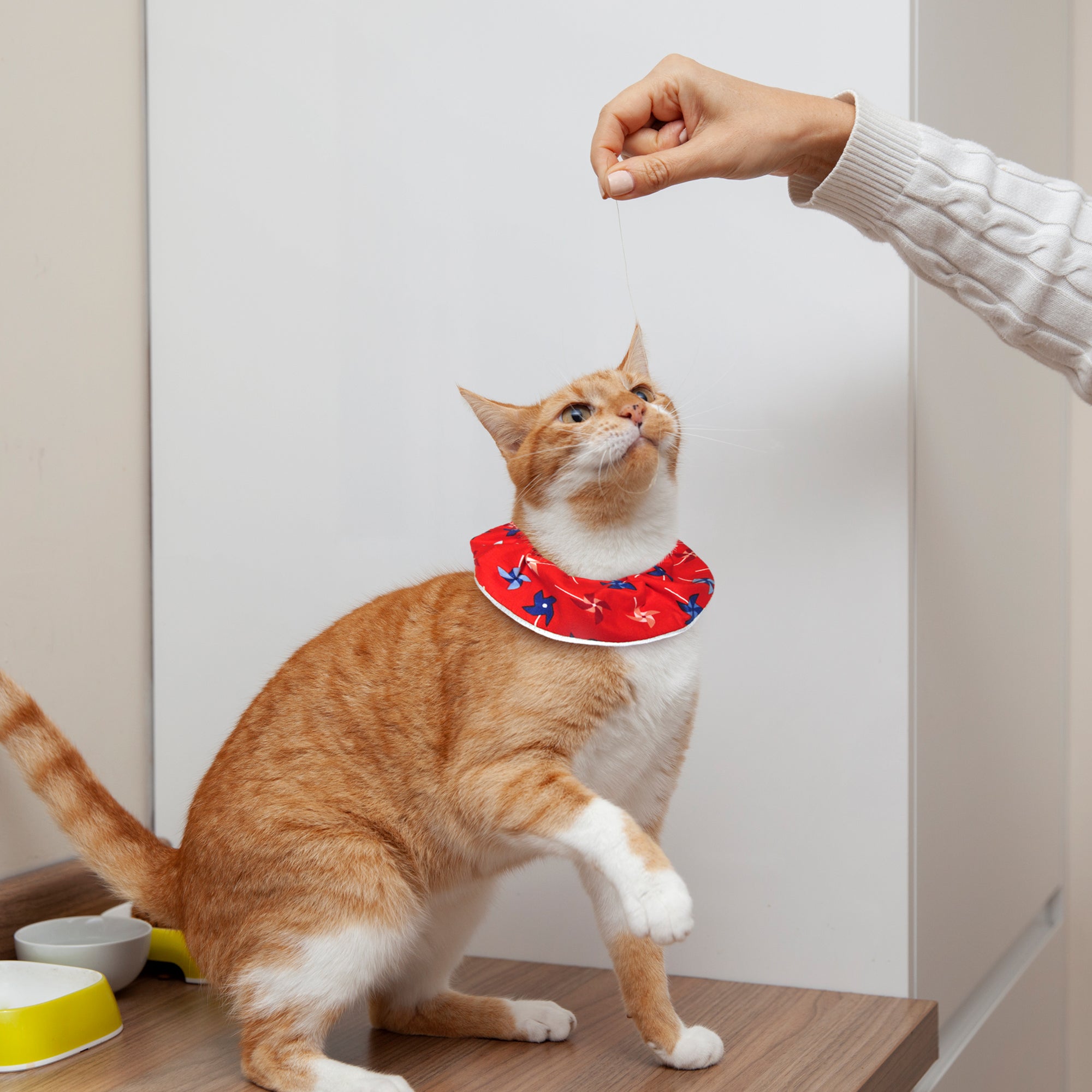 Bright Swirls: Birdsbesafe® Collar Cover