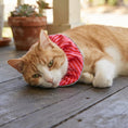 Load image into Gallery viewer, Candy Cane Birdsbesafe ® Collar Cover
