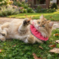 Load image into Gallery viewer, Candy Cane Birdsbesafe ® Collar Cover - Long-Haired Cat Style
