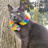 Crayon Birdsbesafe® Collar Cover - Long-haired Cat Style