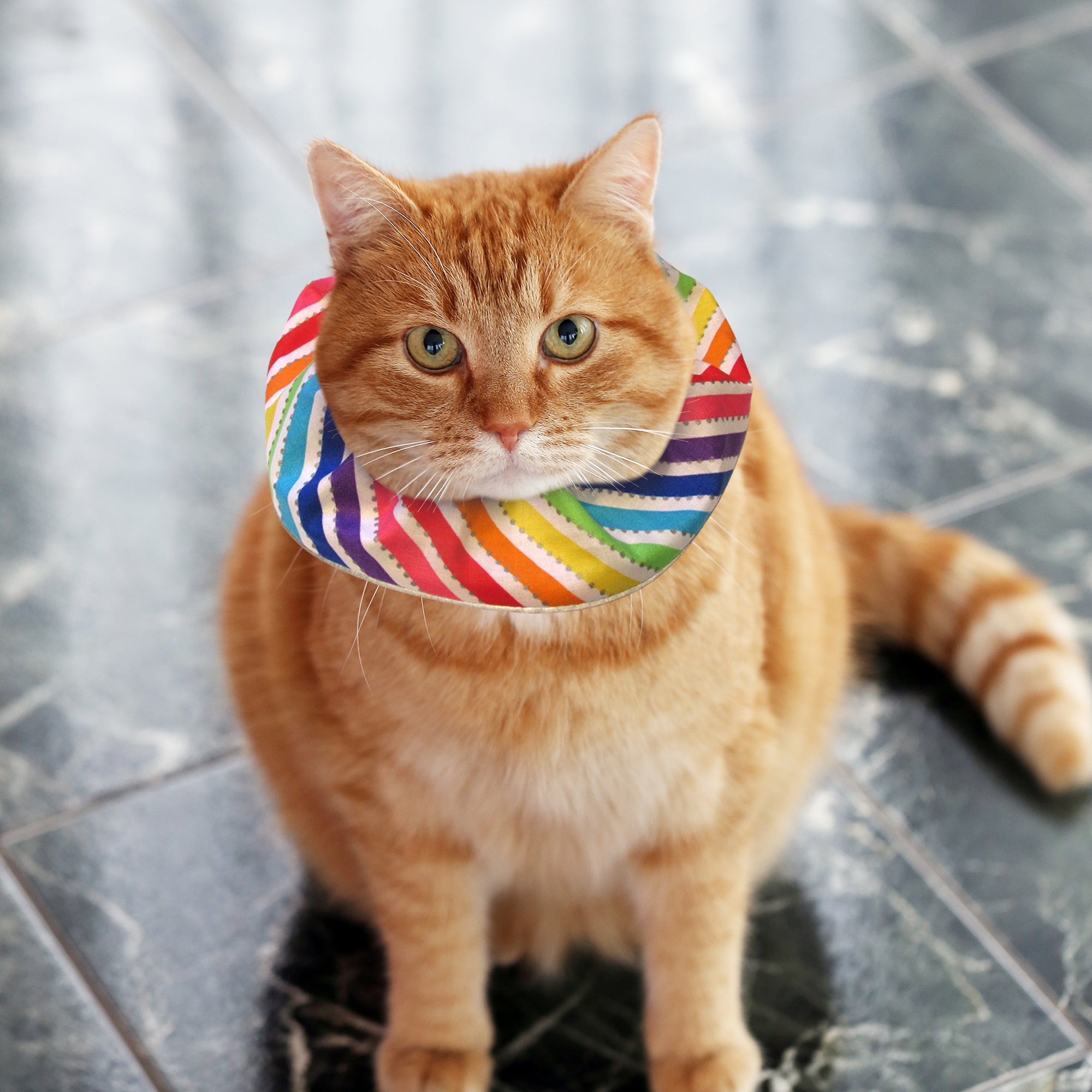 Diagonal Stripes Birdsbesafe® Collar Cover