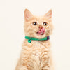 BirdsBeSafe Full Stretch Breakaway Cat Collar + Bell | Reflective
