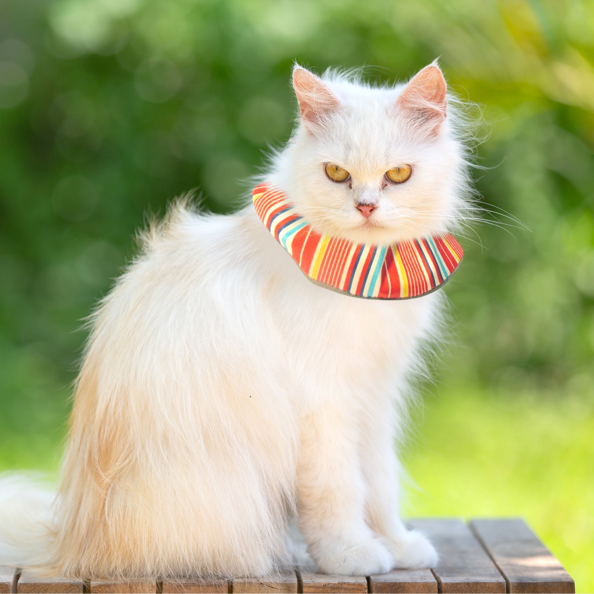 Wide Version of Birdsbesafe cat collar cover
